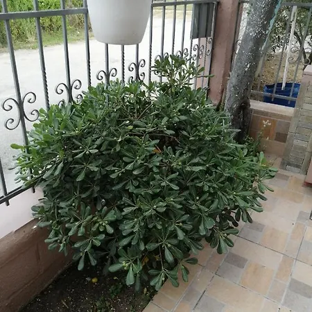 ο ακλόνητος 3*