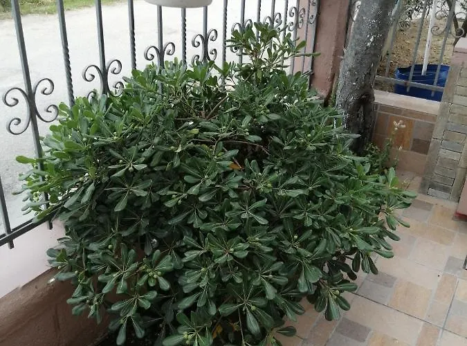 ο ακλόνητος 3*